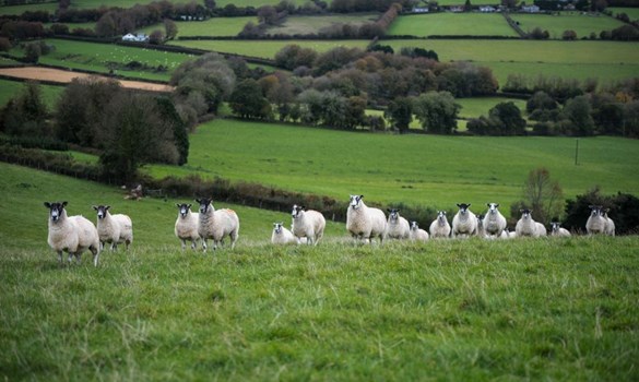 Flock of sheep on a grassy hillside.